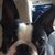 Lisa Abbott's profile image