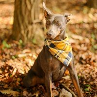 Caleb Combs's profile image