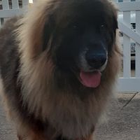 Cooper Leonberger's profile image
