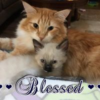 Karen Mason's profile image