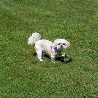 Debbie Chonko Pugliese's profile image