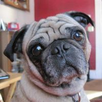 Dianna Tucker's profile image