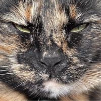 Anna Boyd's profile image