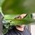 Davit Botchorishvili's profile image