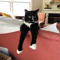 Michael Sternbach's profile image
