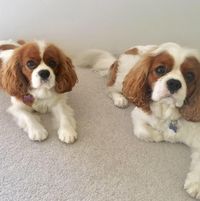 Kate Munnings's profile image