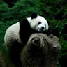 Hong F.'s profile image