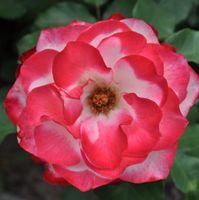 Flavia Marzullo's profile image