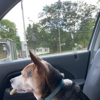 Lou Ann Faulkner's profile image