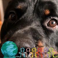 Rachael Scaturro's profile image