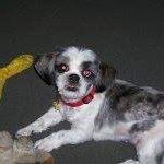 Mei Mei Gavronsky's profile image