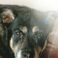 Gerald J Duffield's profile image
