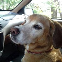 Amy Barbara's profile image