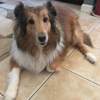 Sylvia Havard's profile image