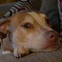 Denise Jones's profile image