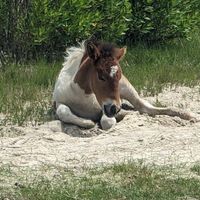Donna Gericke Megargel's profile image