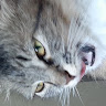 Jaime O.'s profile image
