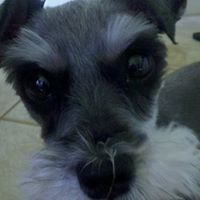 lisakocian's profile image