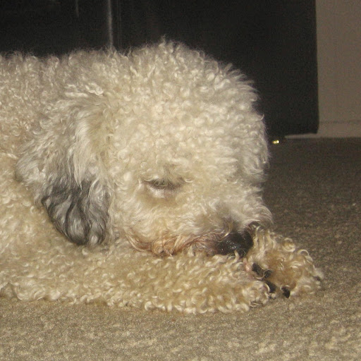 Brit Ambrose's profile image