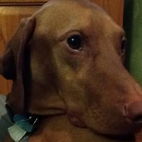 Cathy Rhodes's profile image