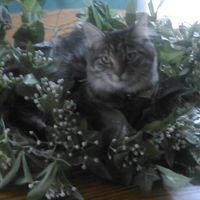 Christina Kitty Hull's profile image