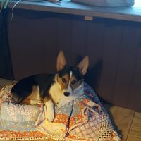 Mary Lee Stooksbury Hamilton's profile image