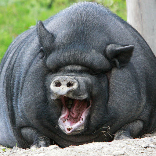 Pork Belly's profile image