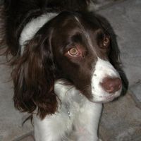 Triste Kerwin's profile image