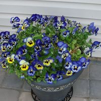 Grace Simonson's profile image