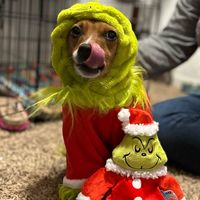 Anita Marquez's profile image
