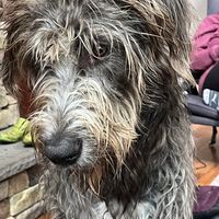Rachel Lieder Simeon's profile image