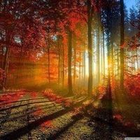 Donna Elks Pittman's profile image