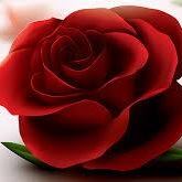 Cynthia Wohlwend-Rose's profile image