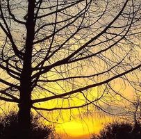 Ron Olguin's profile image