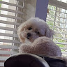 Sarah P.'s profile image