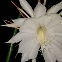 Linda Frances's profile image