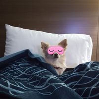 Livia Pereira's profile image