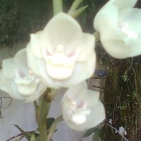 Mirtila Quiros's profile image