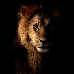Helmut Krayer's profile image