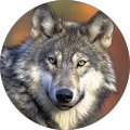 profile-photo