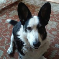 Linda Hollywood's profile image