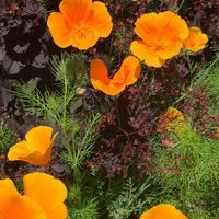 Anita May Lytle's profile image