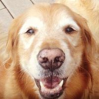 Marguerite Cronrath's profile image