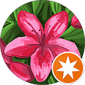 Bushra A's profile image