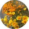 Oonagh Butterfield's profile image