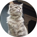 GEMINI STARSHINE's profile image