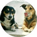 Aniz Ruiz's profile image