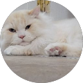 Studio's profile image