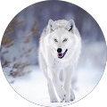Ibra Bolow's profile image