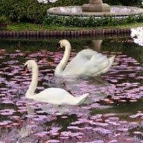 The Lotus Spirituality's profile image